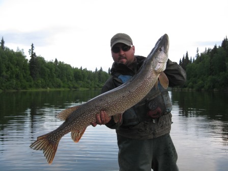 The Nowitna River often provides catches of trophy sized pike.